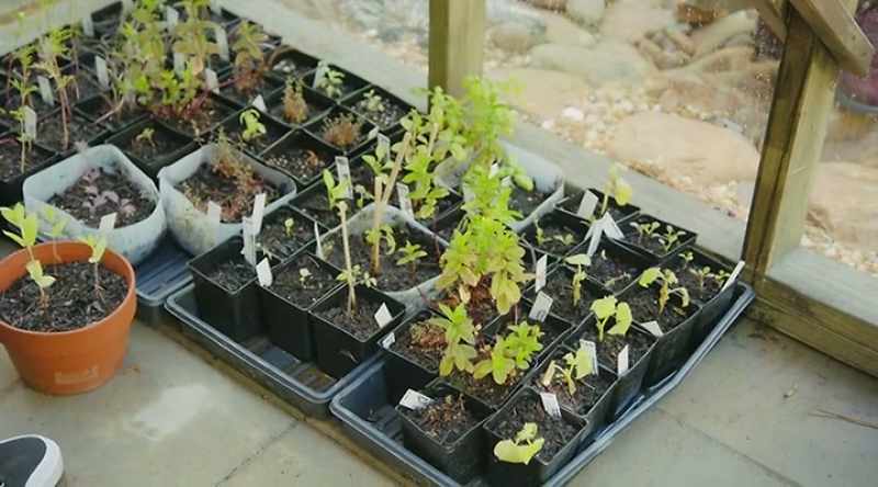[Jennifer] Right, exactly - ...you'll only be growing mint
