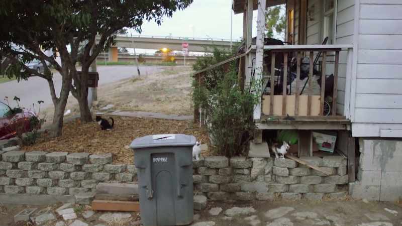 JERAN: A laser for your cat