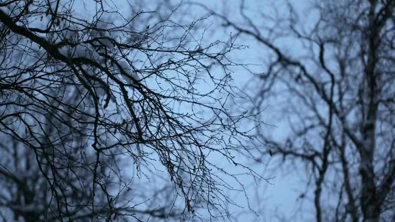 JESSI: The wind is still hitting the trees and these