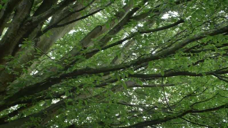 Joan: It really is a tree that reminds me of Teddy