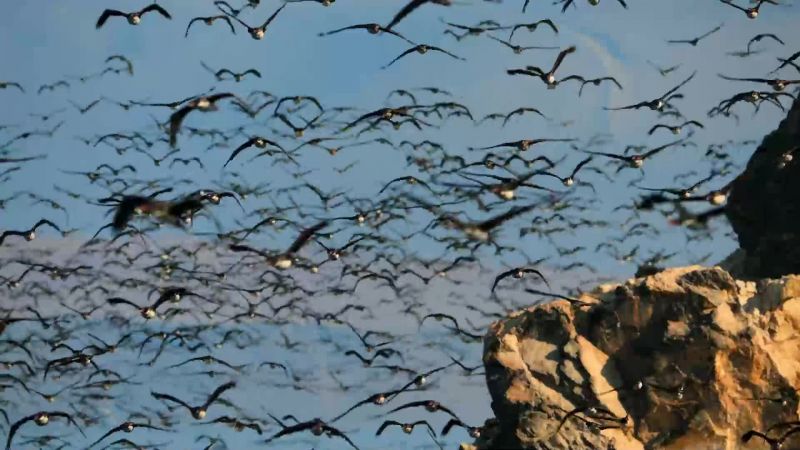 Joining the procession, Inca terns