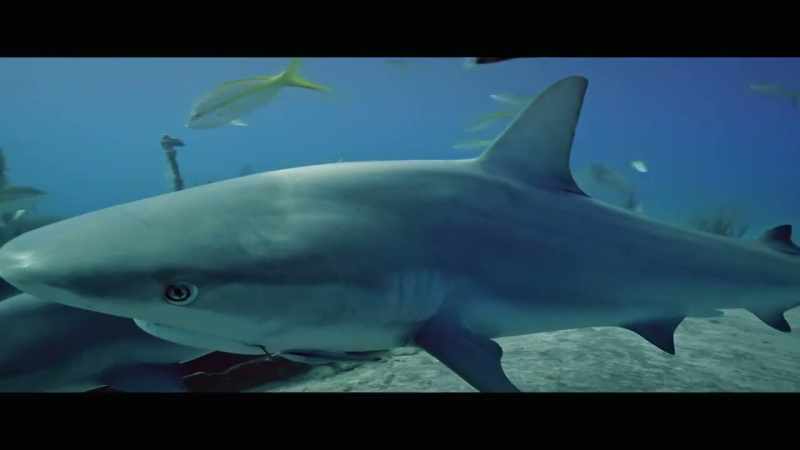 [Jonathan] We know that the general population of sharks