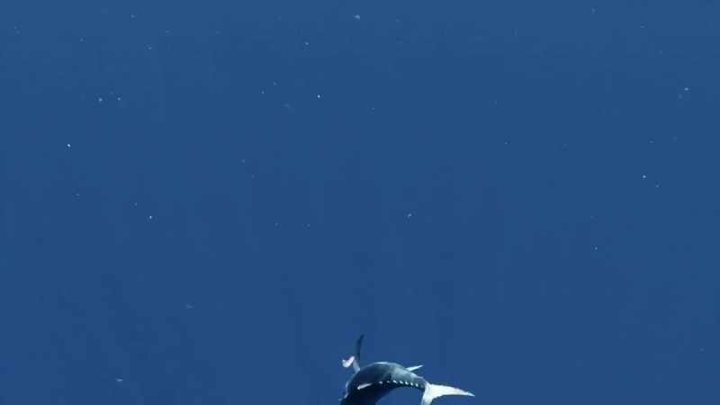 [josh] fifty pounder. -That's a nice fish