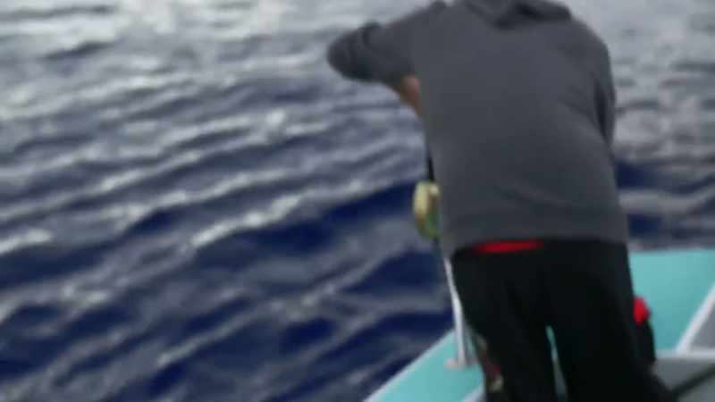 Josh's experience with 10 marlins