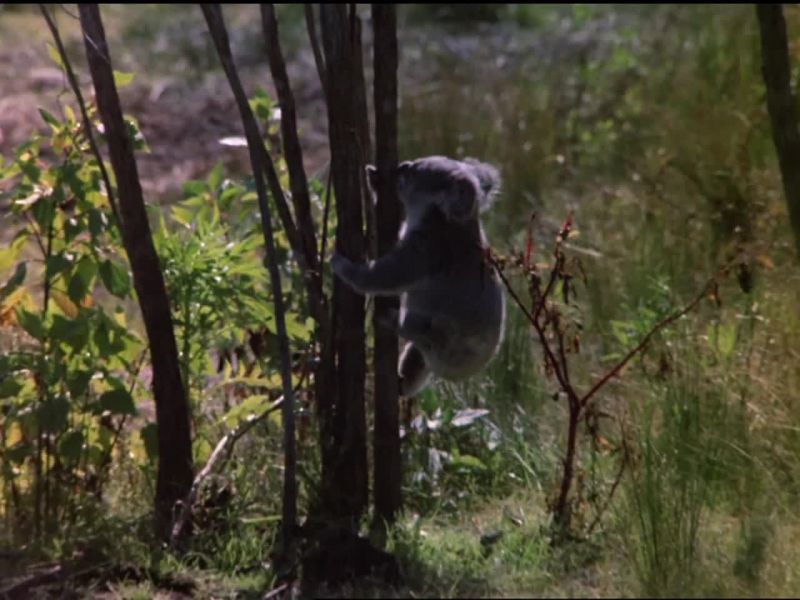 Julie McCoy: Did you know that koalas