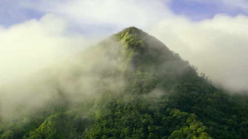Jungles may look the same