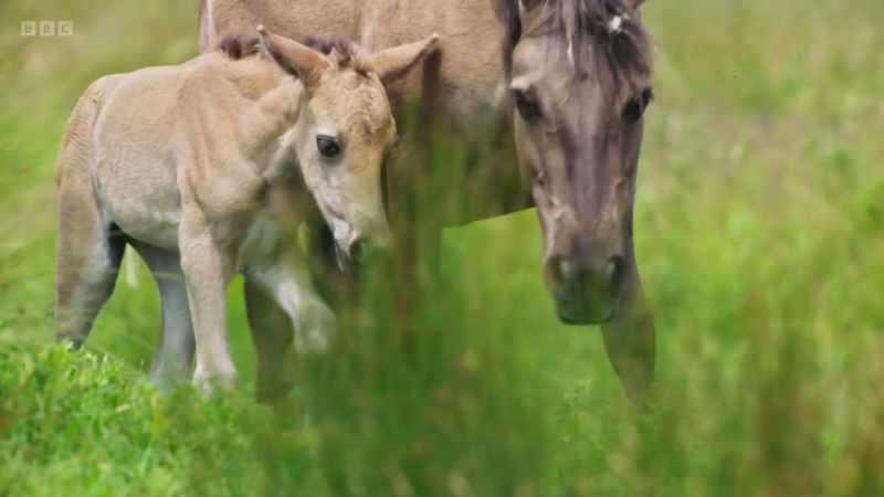 Just 24 hours old, this youngster is taking his first faltering steps
