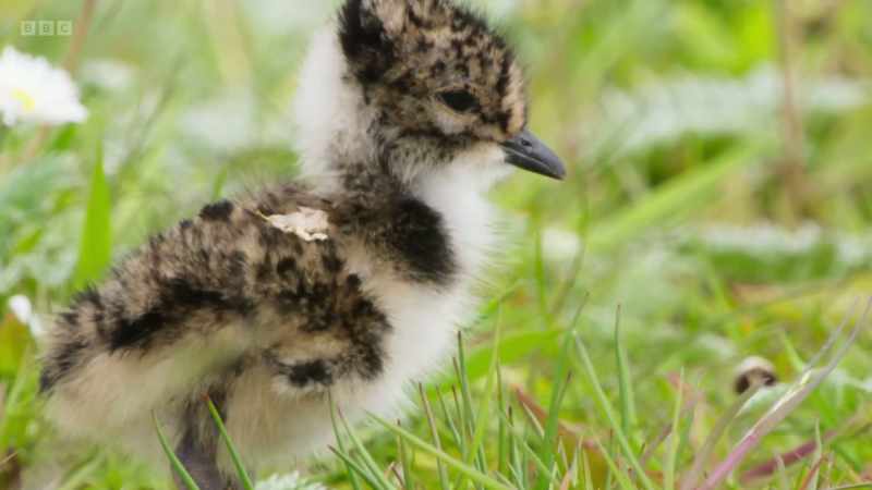 Just a day old, this youngster is starting off on