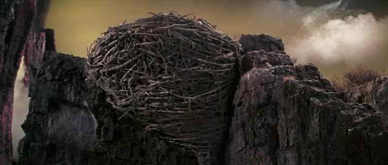 Just ahead. - It's a nest