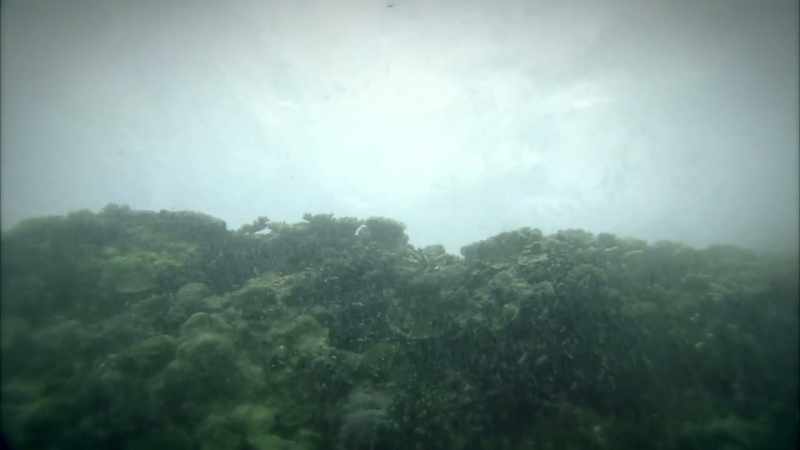 Just below the ocean surface, a massive coral reef blocks their path