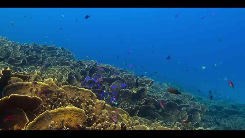 Just enough to sustain tropical coral reefs