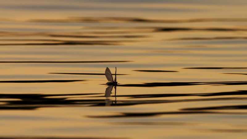 Just hours after the first mayflies appeared