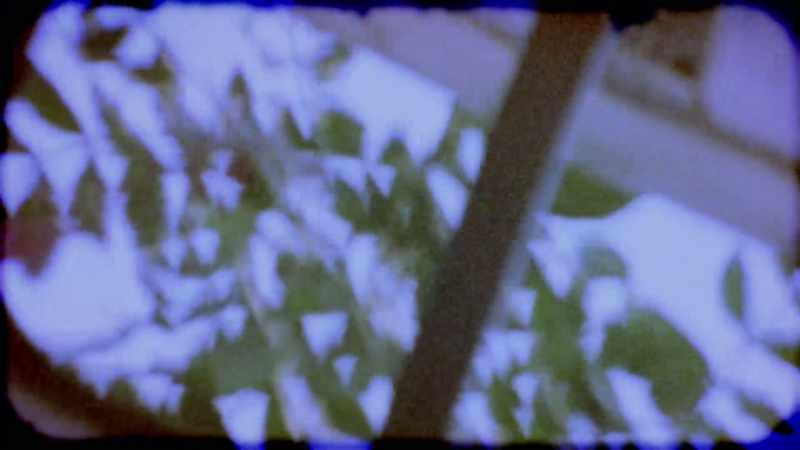 Just look at the leaves