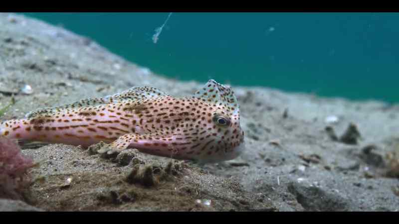 Just offshore lives the handfish