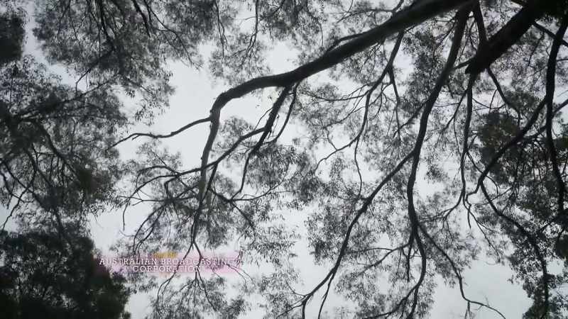 Just the forests