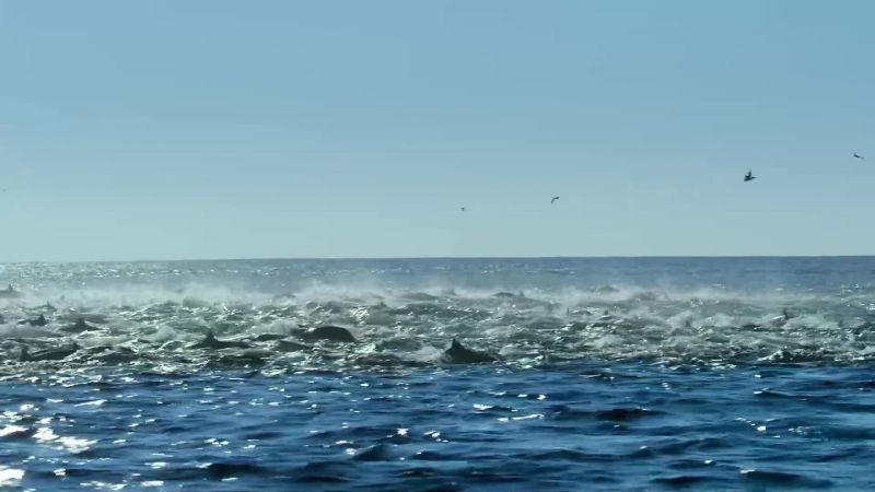 Just as the killer whales close in
