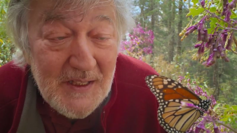 Just think what this little butterfly