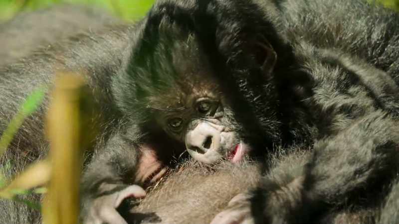 Just three weeks old, she's barely able to raise her head