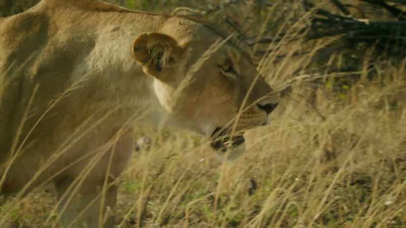 Kali was exiled from her pride after having cubs with an outsider