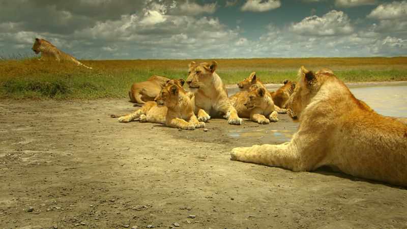 Kali and the great pride are always there, watching