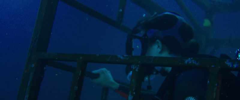 Kate, I'm scared. What if the sharks come?