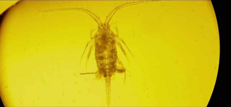 [Kate Winslet] Microplankton are found