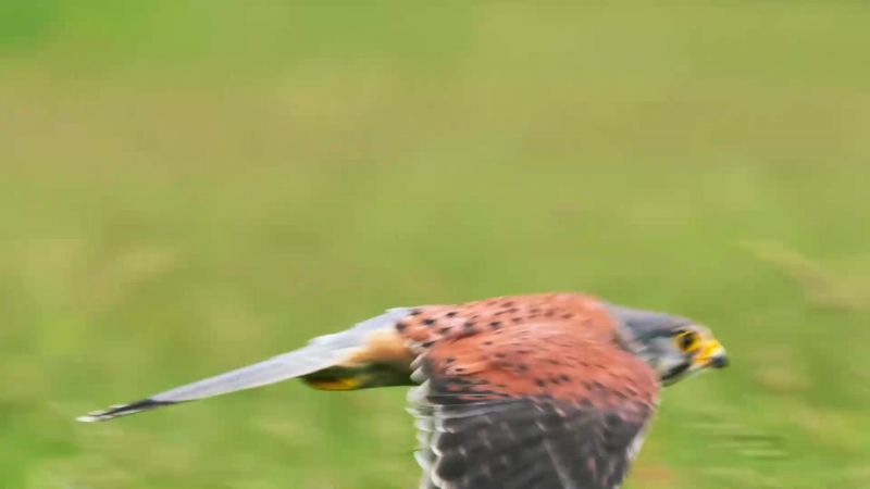 Kestrels are specialist rodent hunters