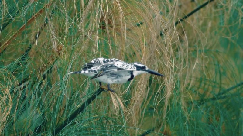 Kidman: For birds around the world