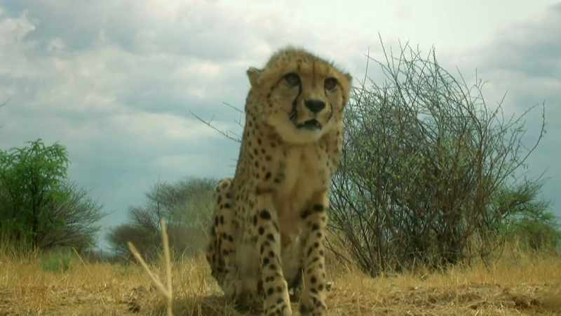 KIKE ROARS