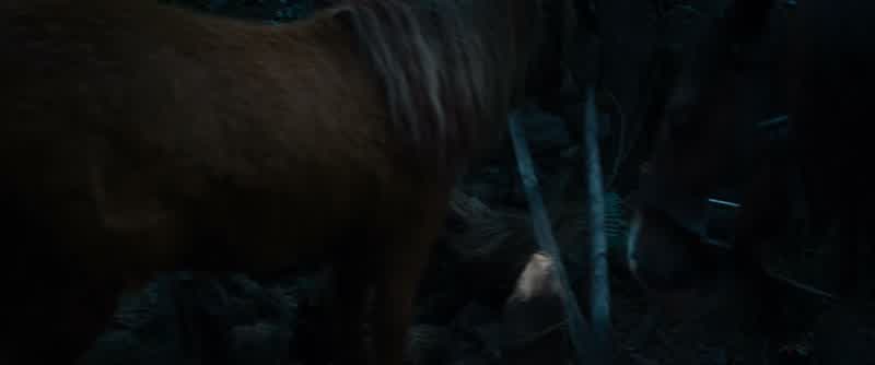 KILI: Daisy and Bungo are missing