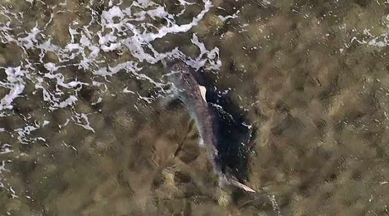 Killer sharks are adapting to come so close to shore