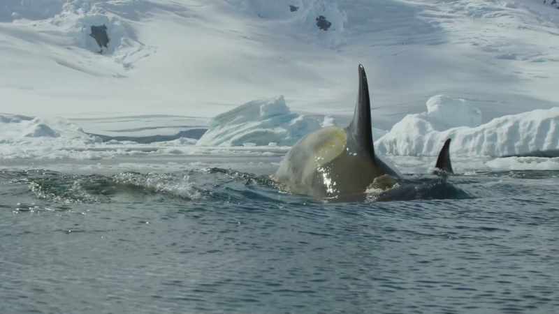 Killer whales are among the most intelligent
