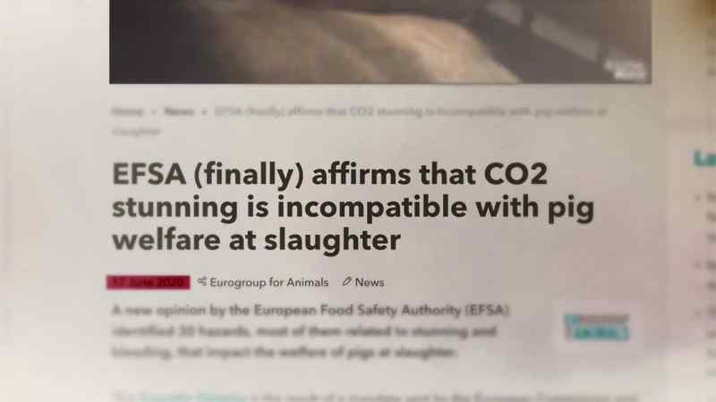 Killing pigs using carbon dioxide is absolutely inhumane