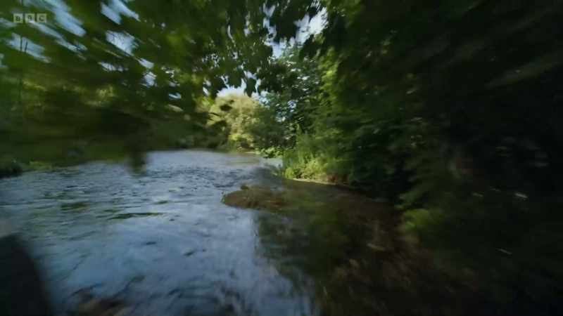 Kingfishers speed along rivers at 30mph