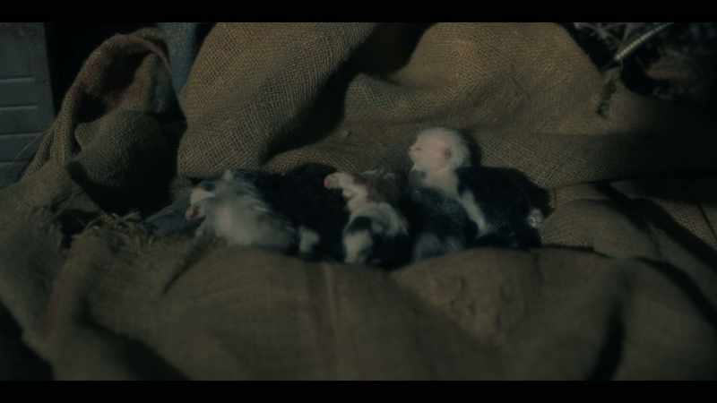 [kittens quavering] -Oh