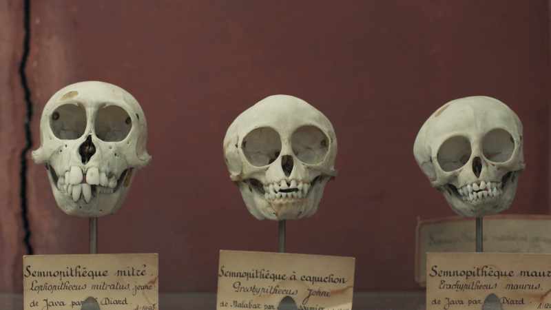 Knox had studied comparative anatomy