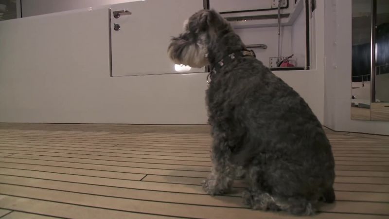 KOMPIS, SIT. GOOD GIRL. STAY