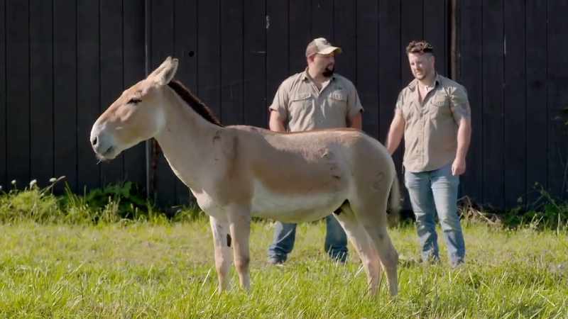 Krypto's an onager that is really old and well-represented