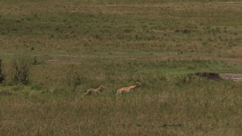 Kuleta just needs to get close enough to trip the antelope up