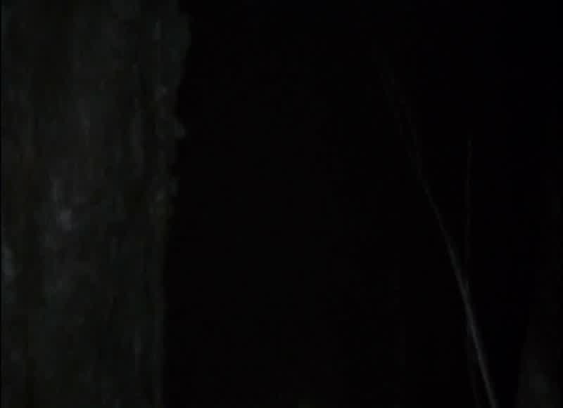 I think it's just a deer