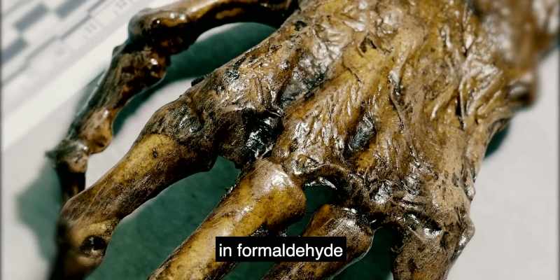 Lab says it's been submerged in formaldehyde