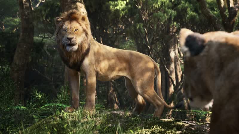 Lady you've got your lions crossed