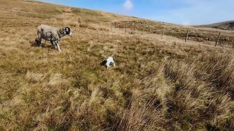 LAMB BLEATS