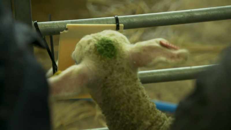 [lambs bleating]