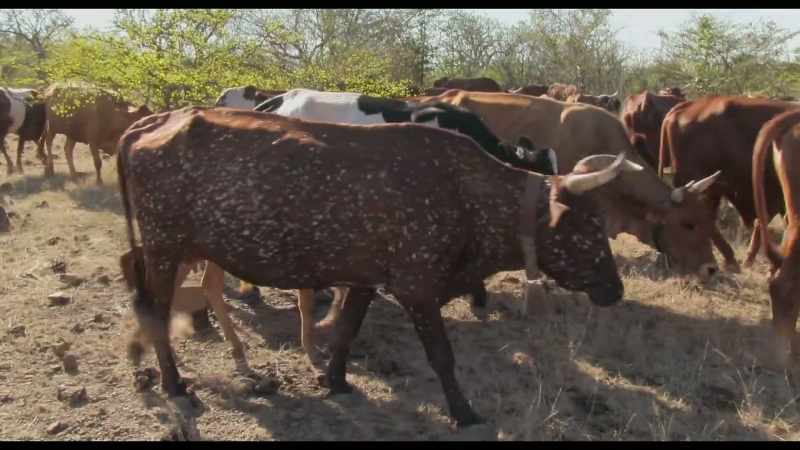 Land that has been holistically managed through planned grazing using cattle