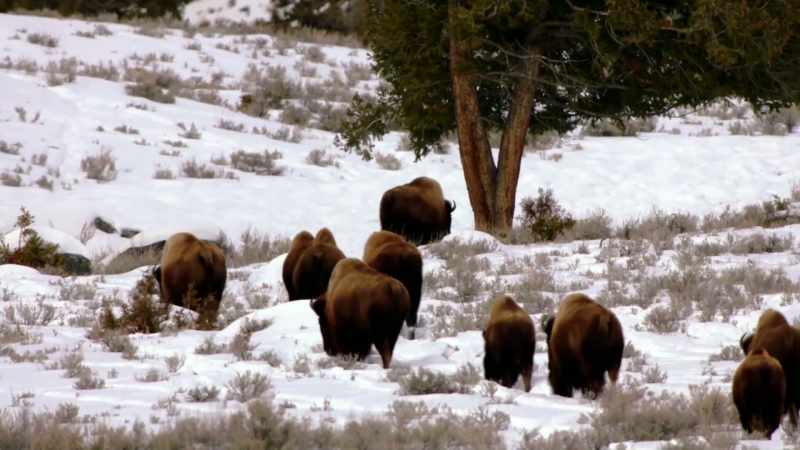 LaPIER: They have always lived with humans