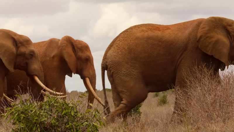 Large bulls can go several days without a drink
