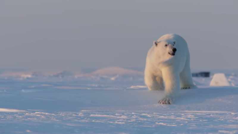 Large males pose a real threat