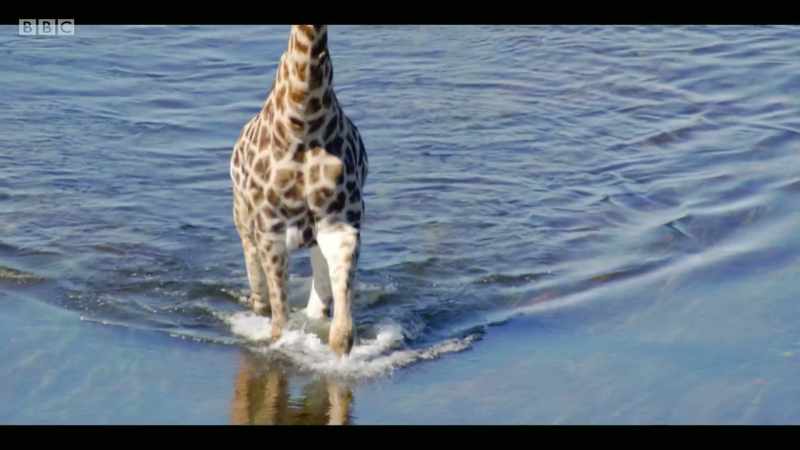 Large mammals have on average disappeared from three quarters