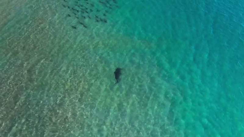 Larger sharks, like big, great hammerheads